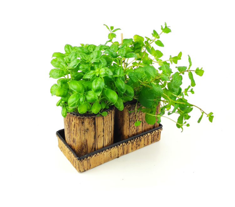 IMG_20240111_134419.png
