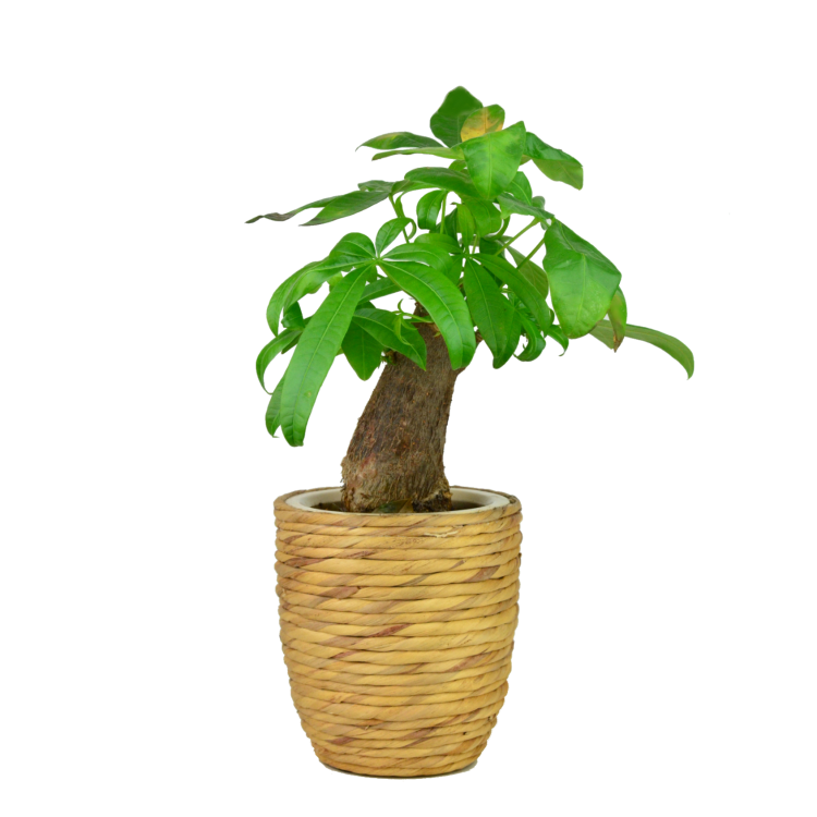 Doniczka 2.png